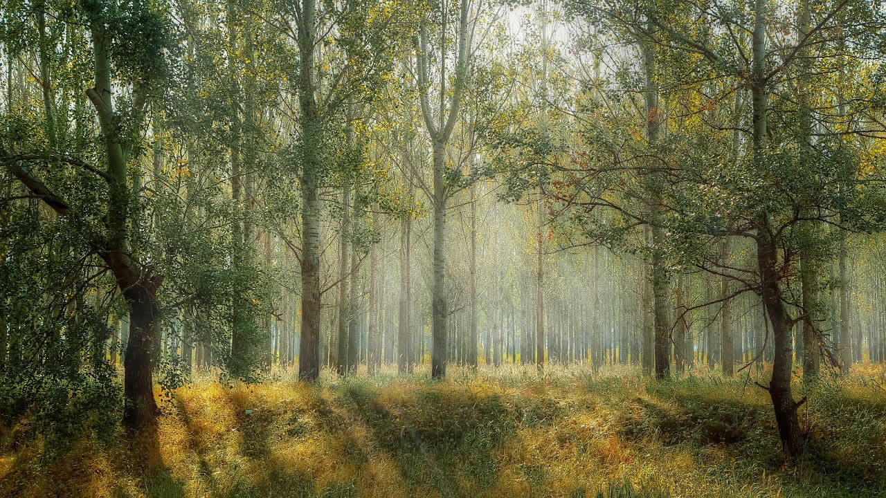 Foreste Foreste